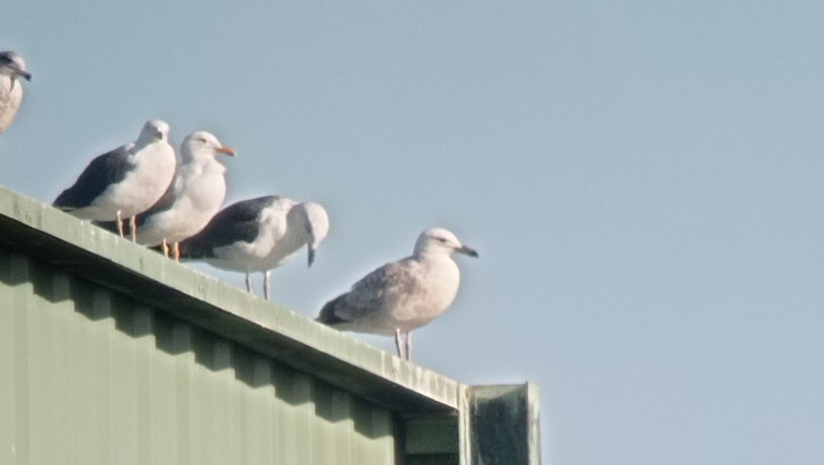 Caspian Gull - ML630179665