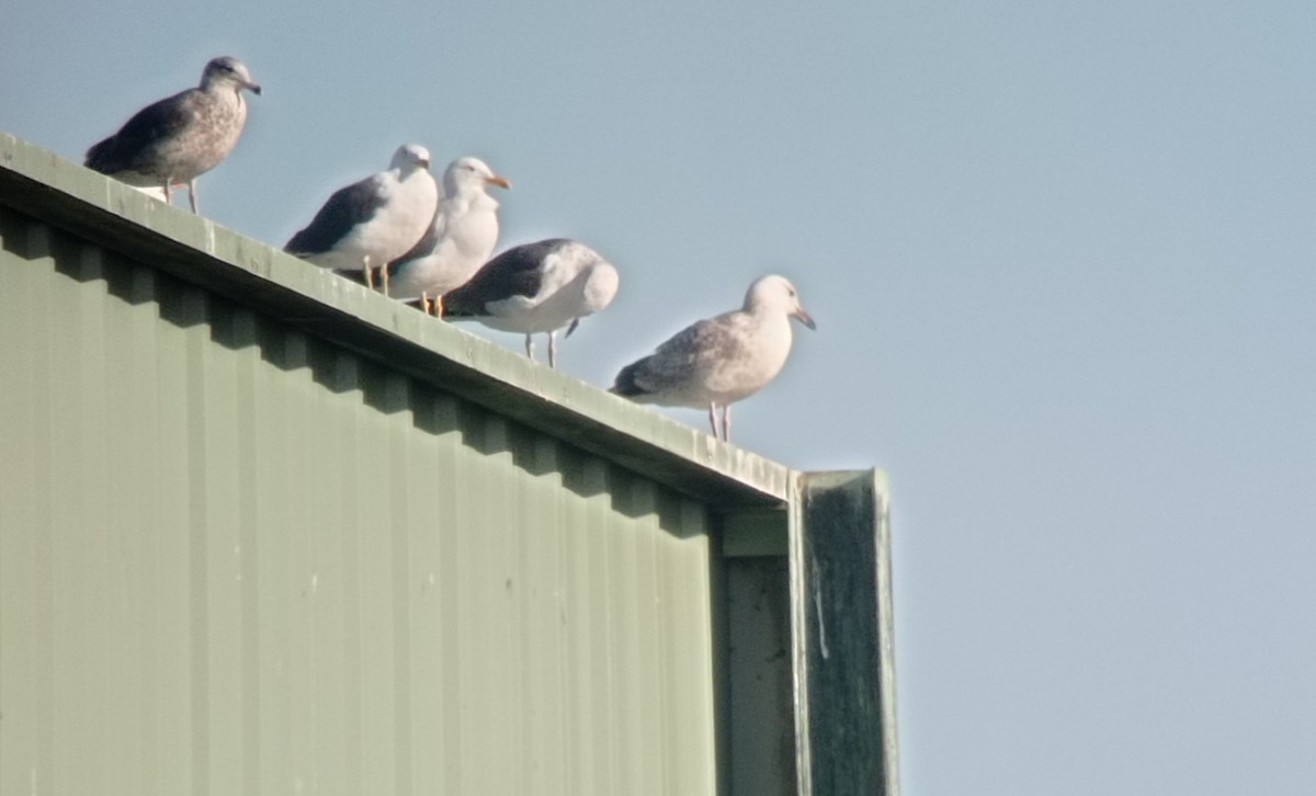 Caspian Gull - ML630179684