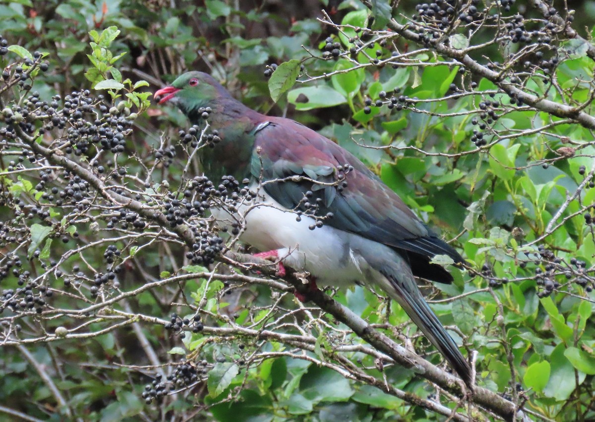 New Zealand Pigeon - ML630179944