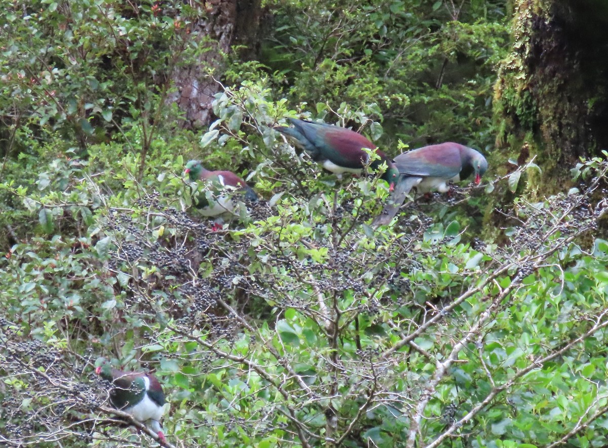 New Zealand Pigeon - ML630179954