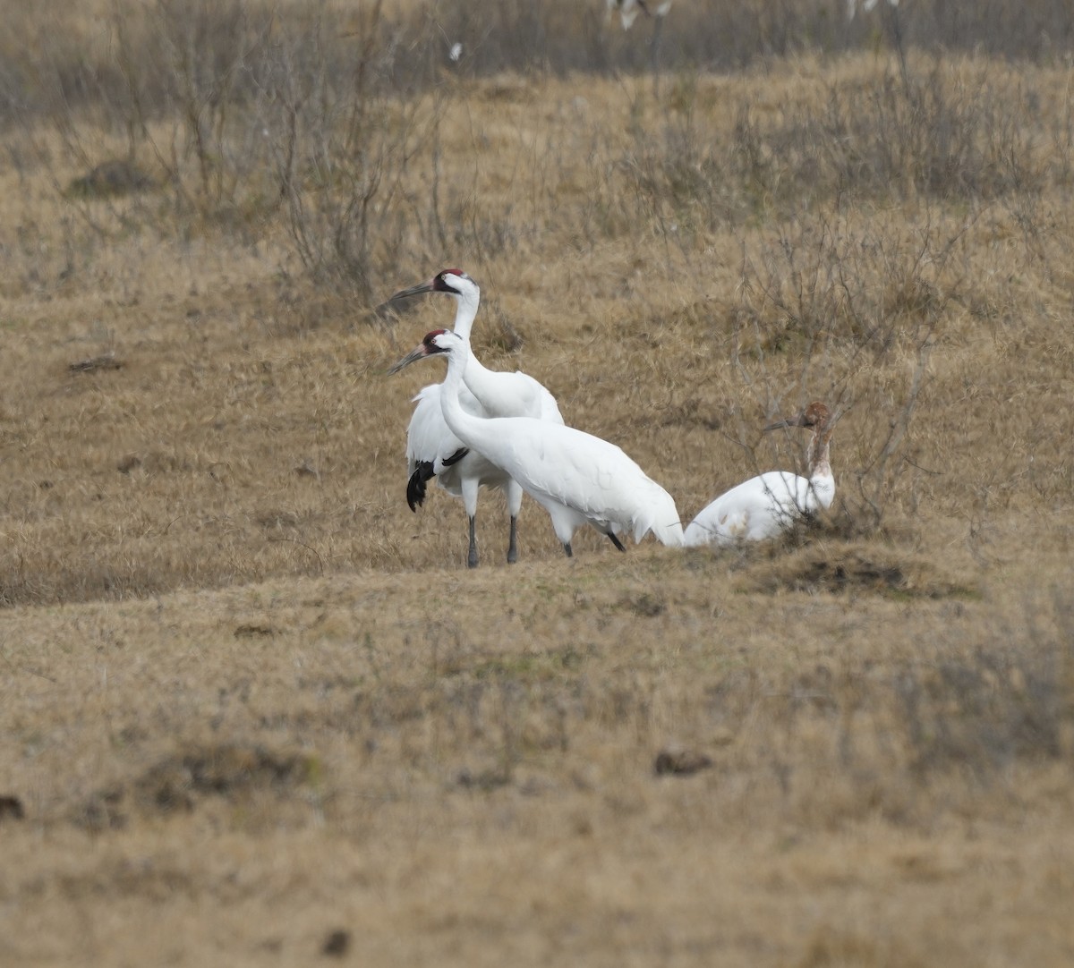 Whooping Crane - ML630180054