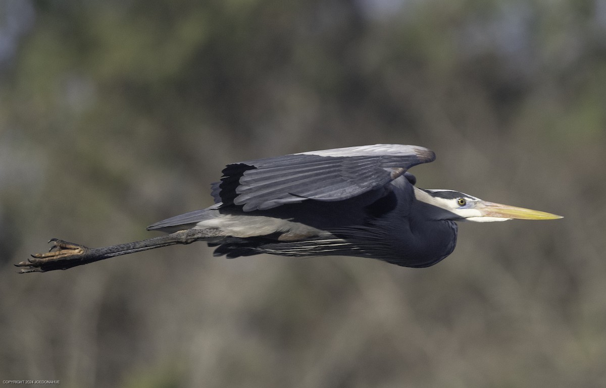 Great Blue Heron - ML630180238