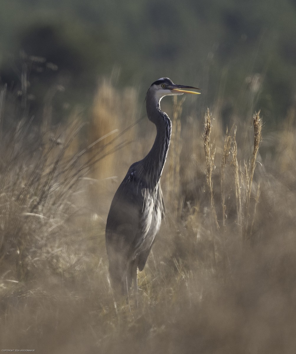 Great Blue Heron - ML630180239