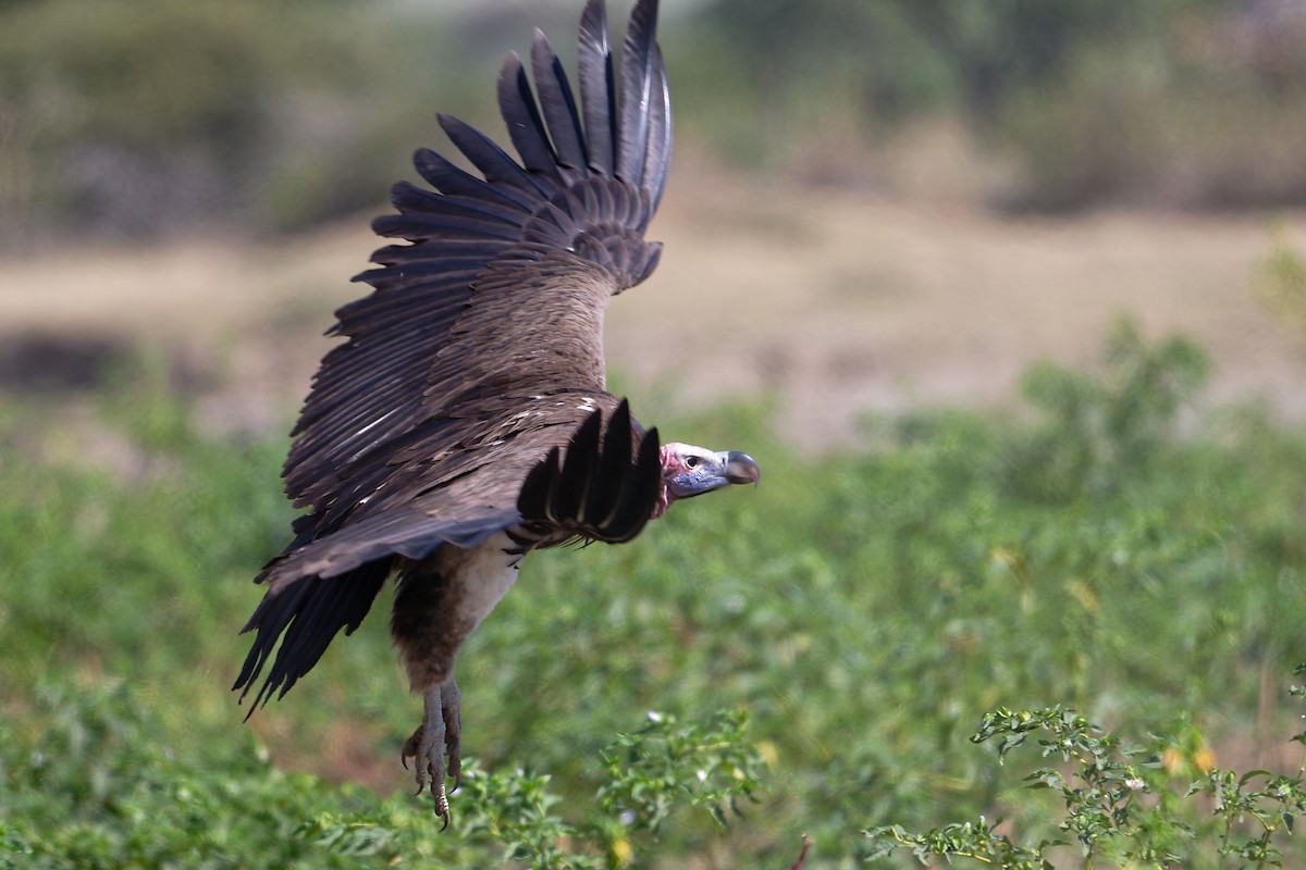 Lappet-faced Vulture - ML630180244