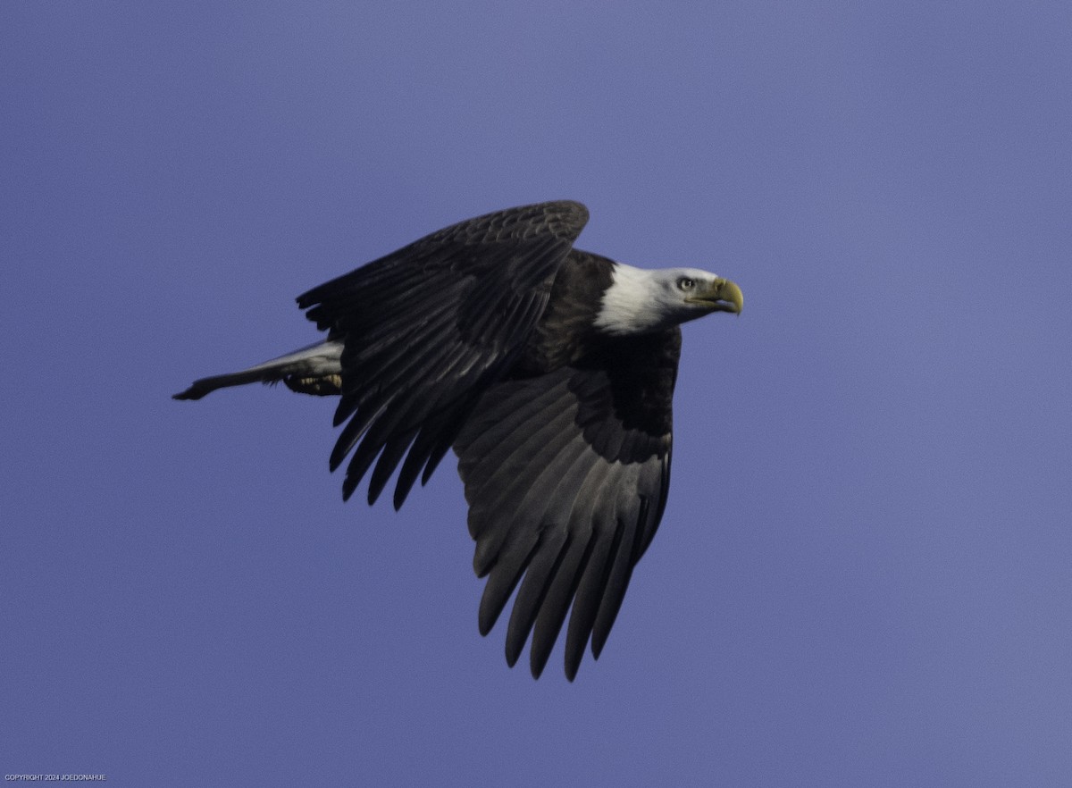 Bald Eagle - ML630180254