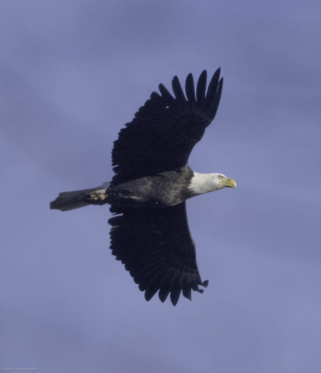 Bald Eagle - ML630180255