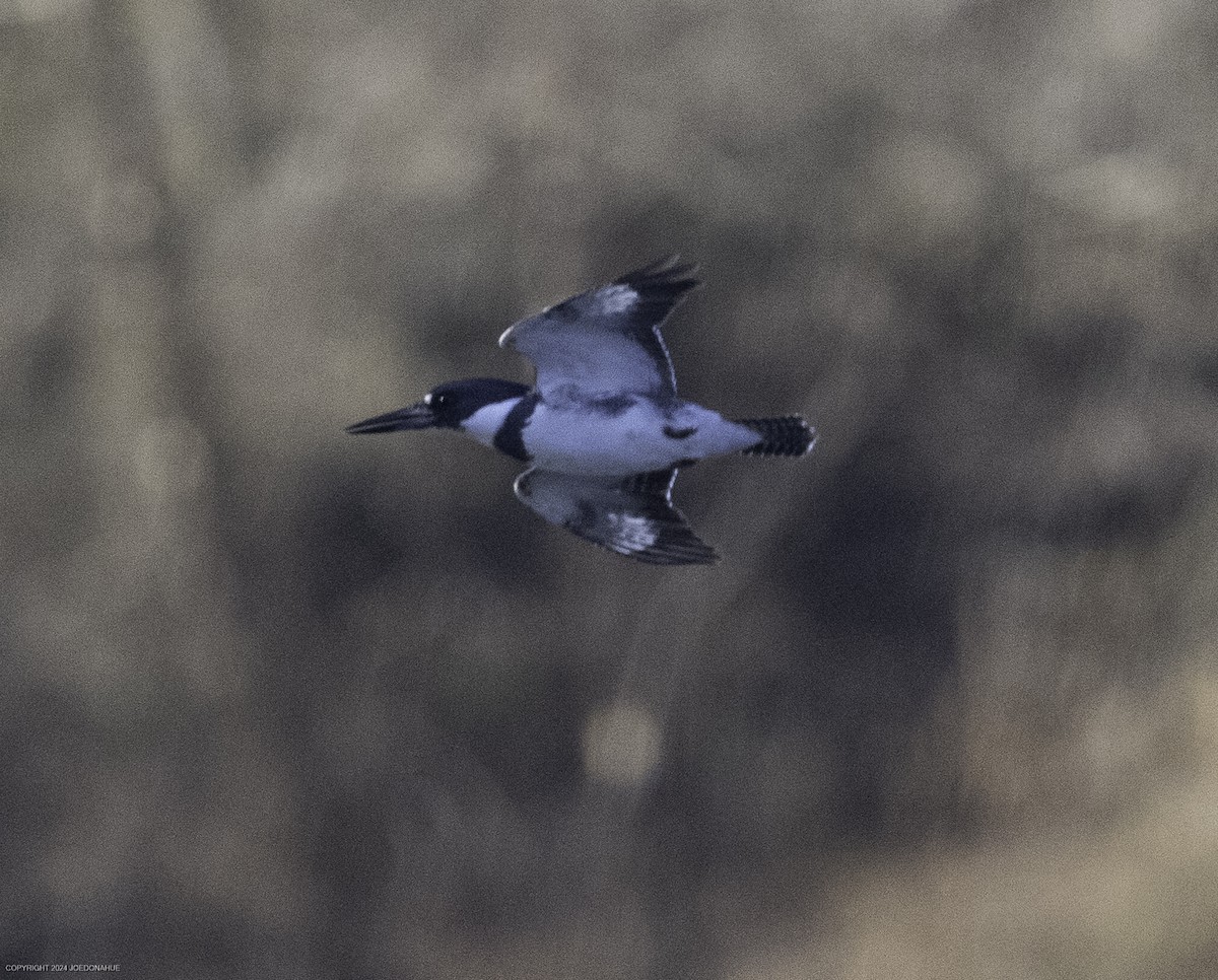 Belted Kingfisher - ML630180262