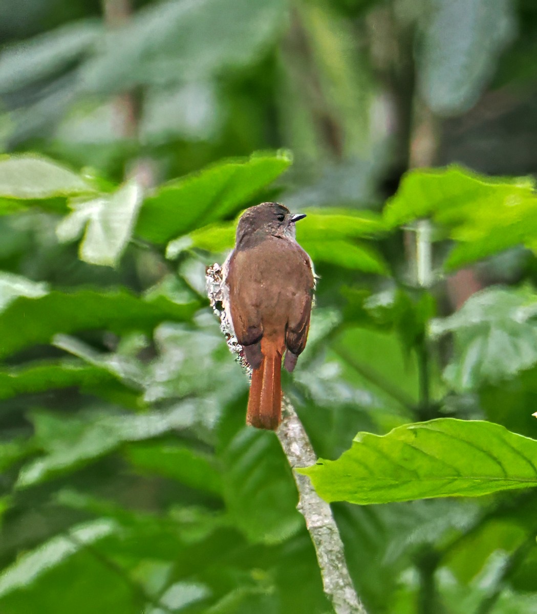 Flores Jungle Flycatcher - ML630180598