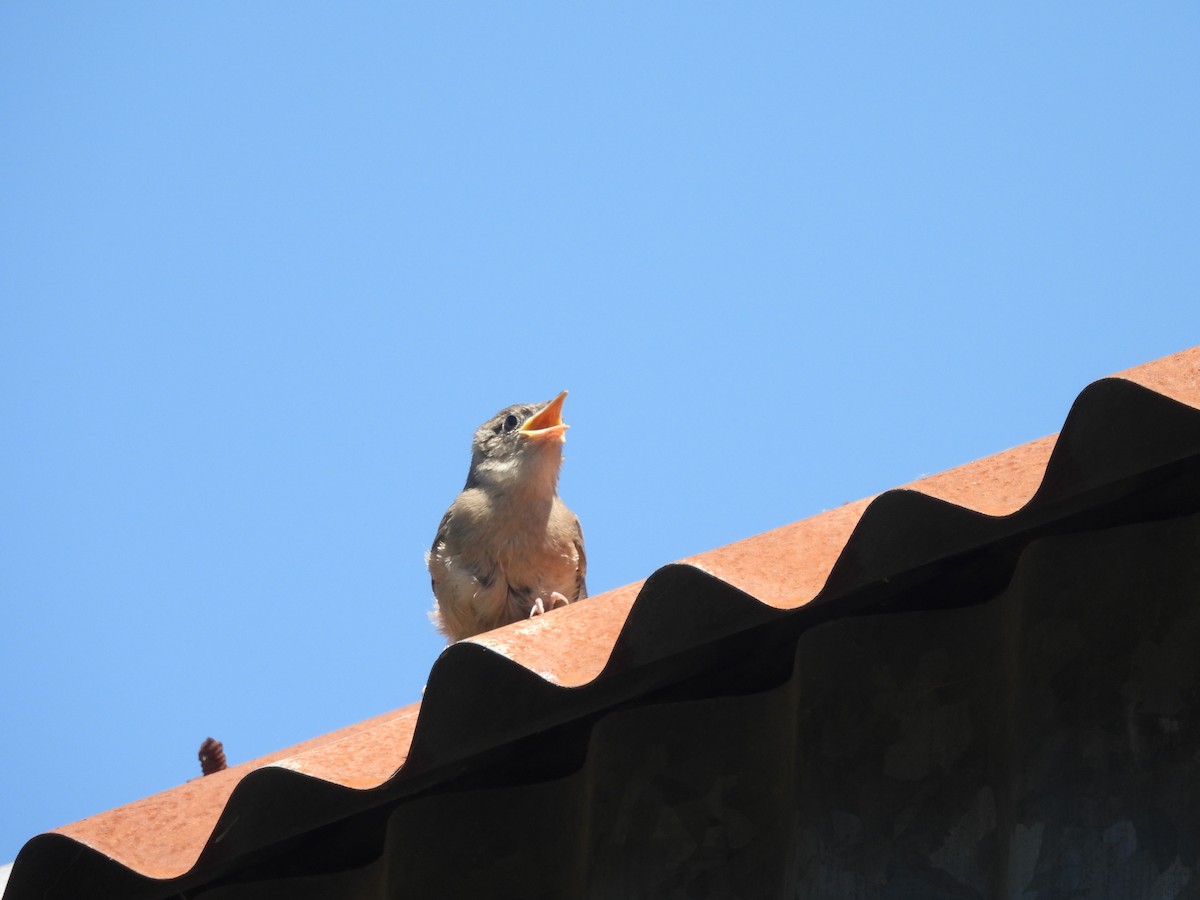 Southern House Wren - ML630180624