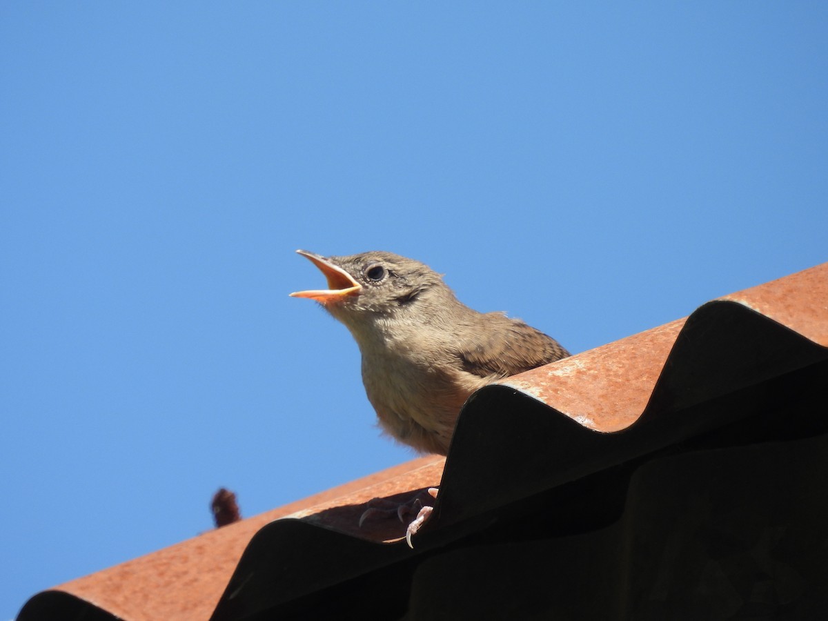 Southern House Wren - ML630180625