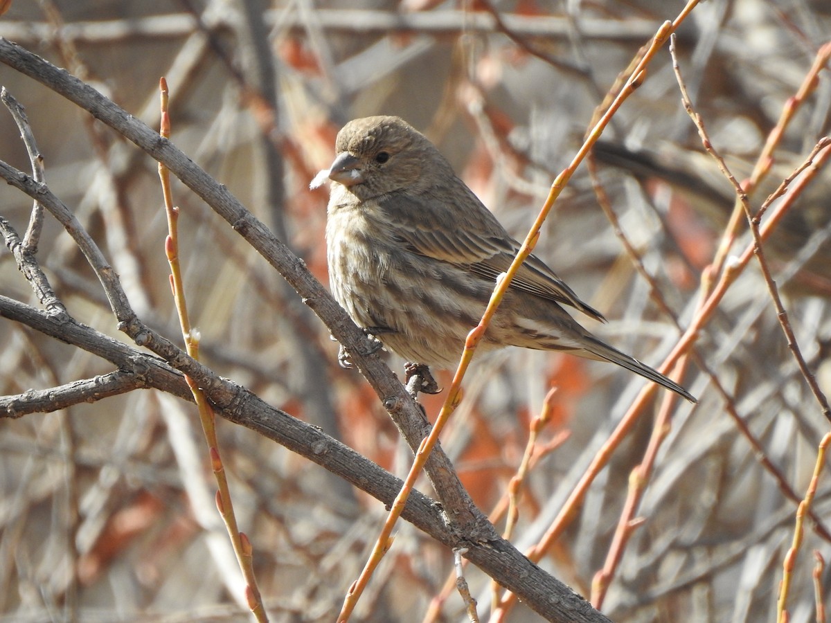 House Finch - ML630180646
