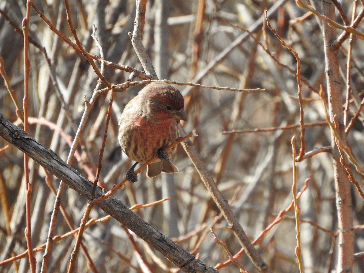 House Finch - ML630180650