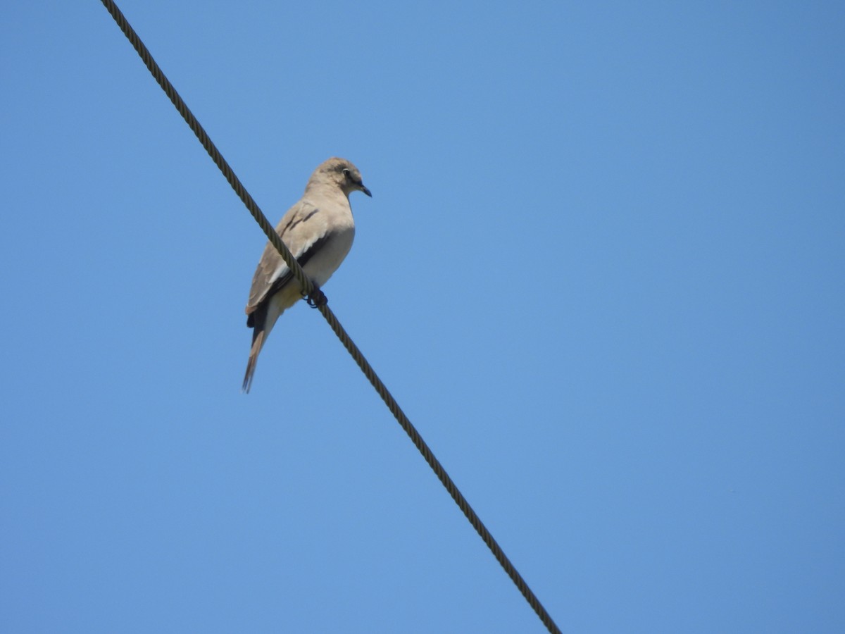 Picui Ground Dove - ML630180748