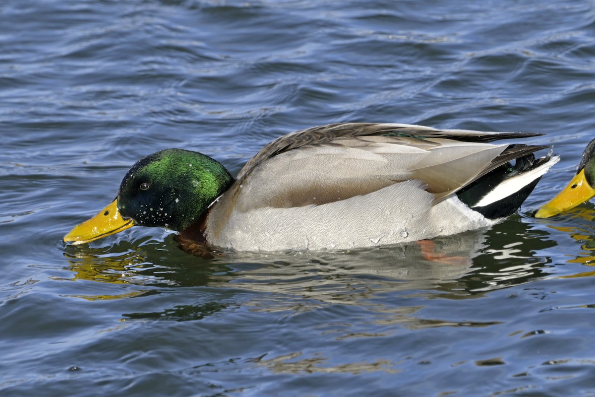 Mallard - ML630180787