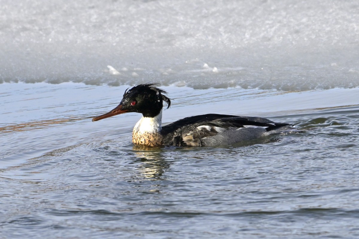 Red-breasted Merganser - ML630180824