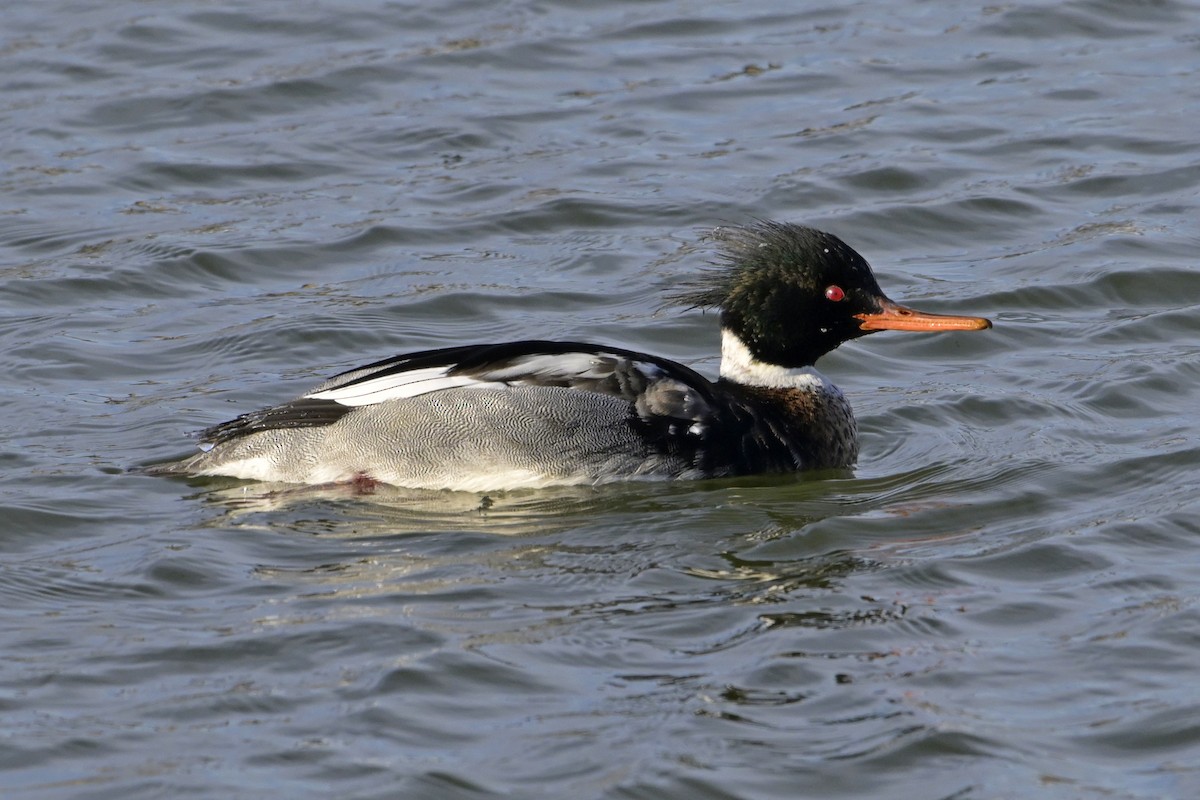 Red-breasted Merganser - ML630180830