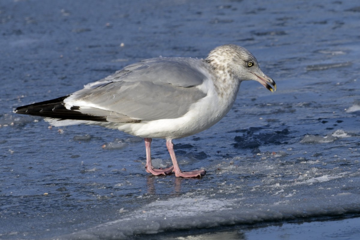 American Herring Gull - ML630180847