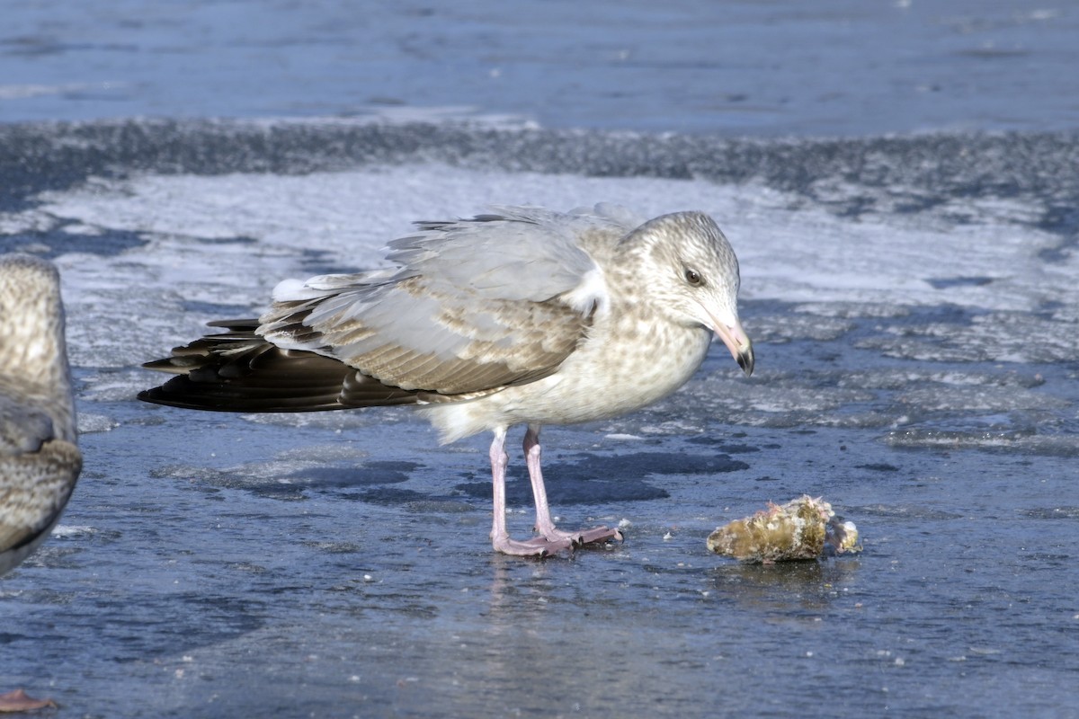 American Herring Gull - ML630180853