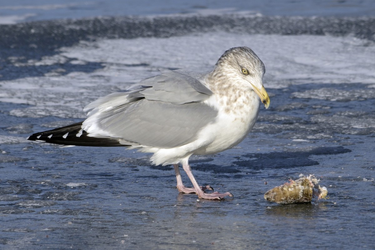 American Herring Gull - ML630180856