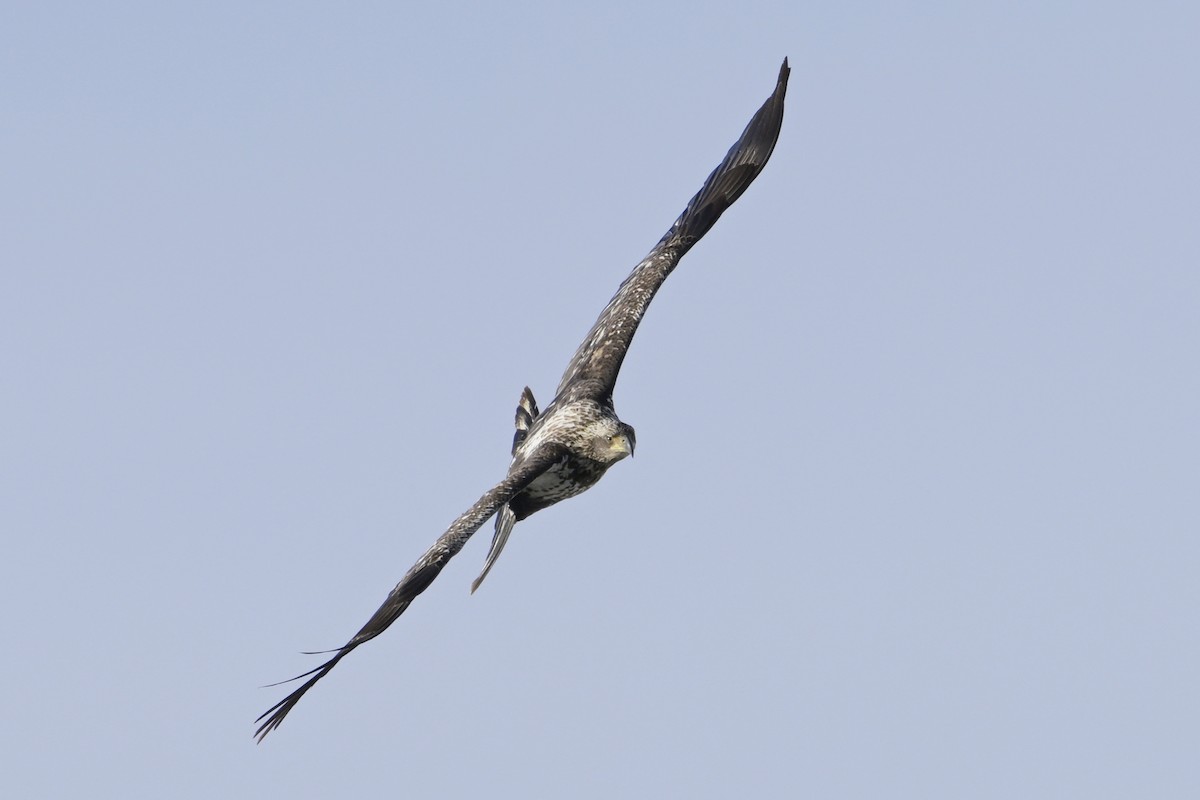 Bald Eagle - ML630180867