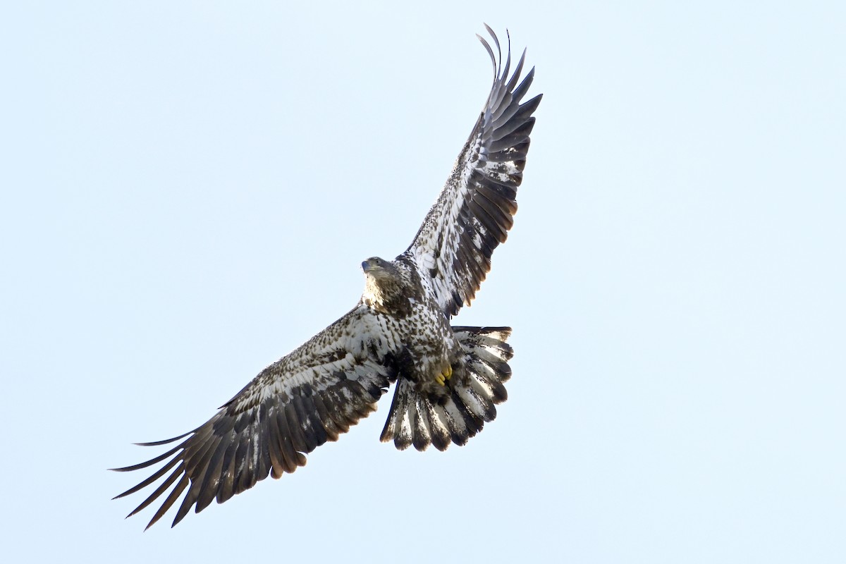 Bald Eagle - ML630180902