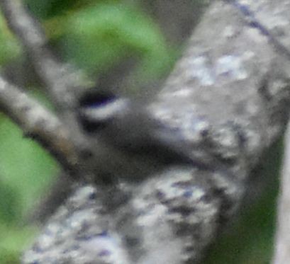 Black-capped Chickadee - ML630180905