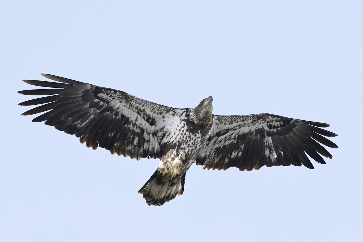 Bald Eagle - ML630180906