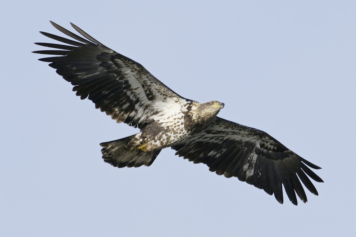 Bald Eagle - ML630180925