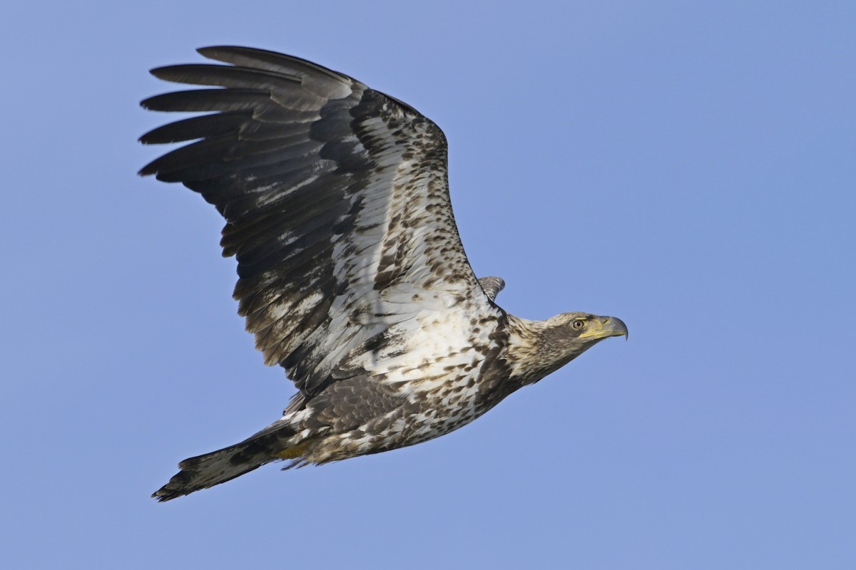 Bald Eagle - ML630180934