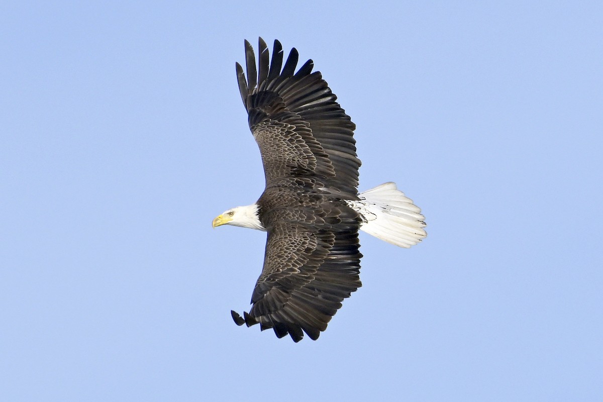 Bald Eagle - ML630180938