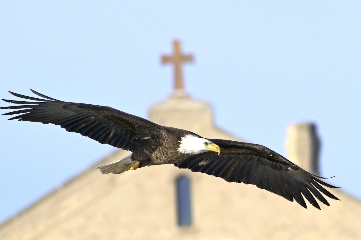 Bald Eagle - ML630180947