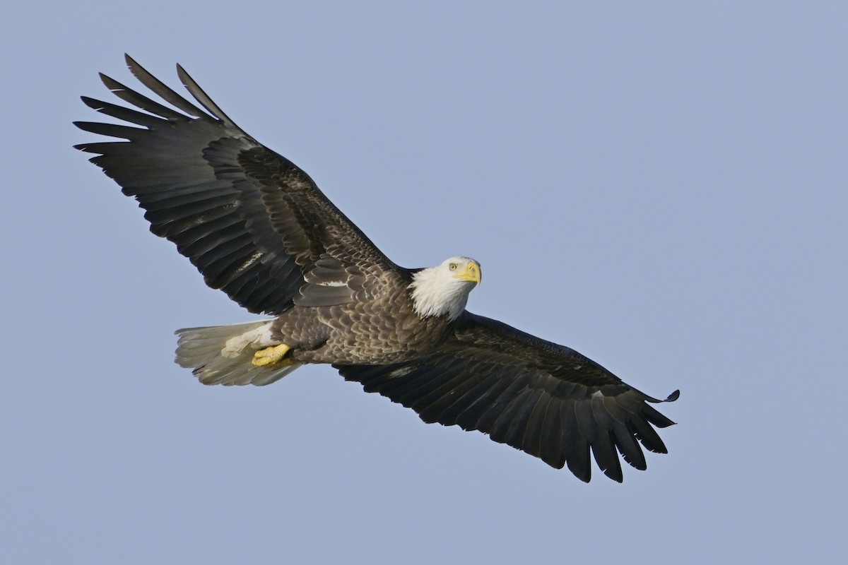 Bald Eagle - ML630180955