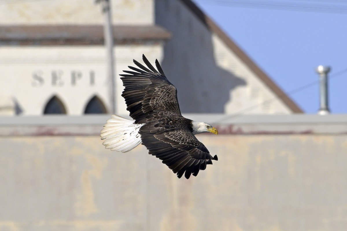 Bald Eagle - ML630180971