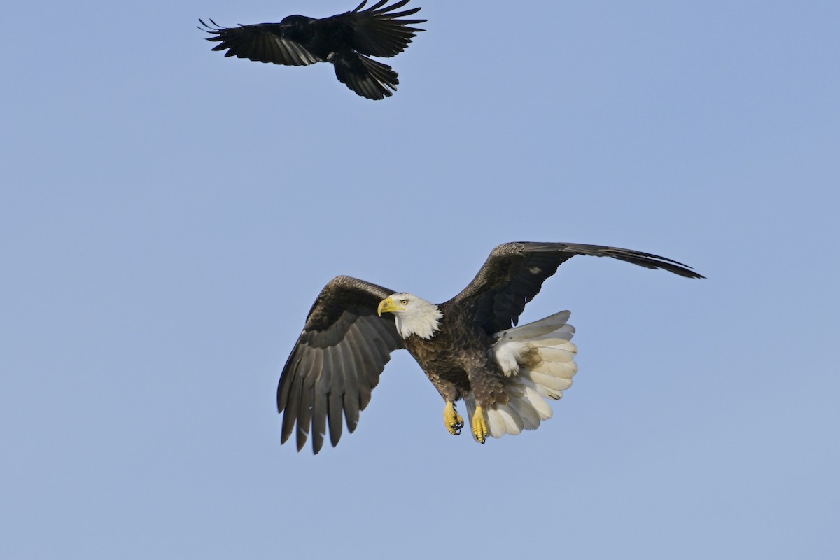 Bald Eagle - ML630180976