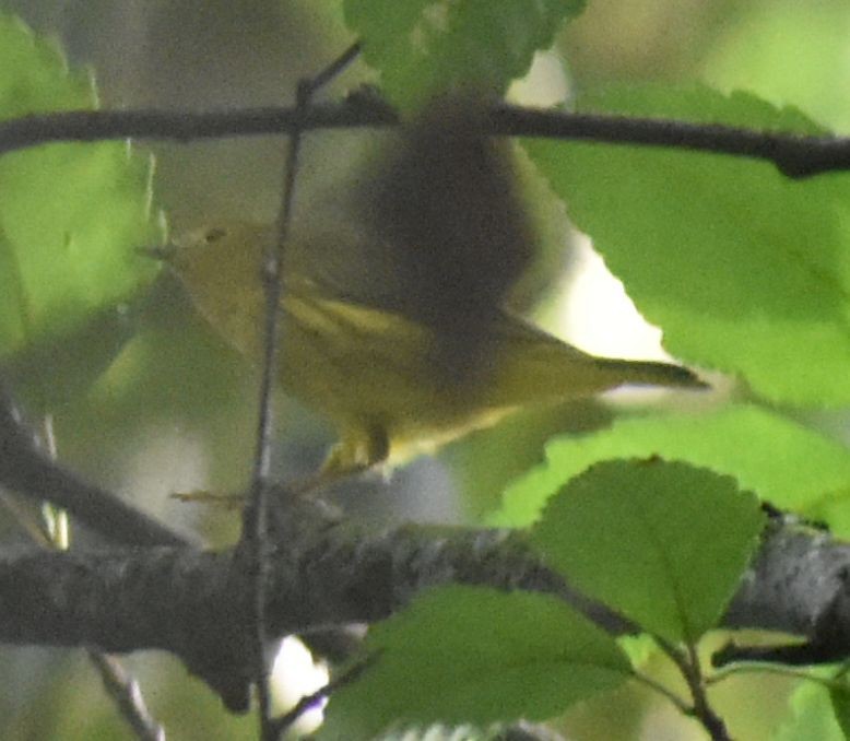 Northern Yellow Warbler - ML630180980