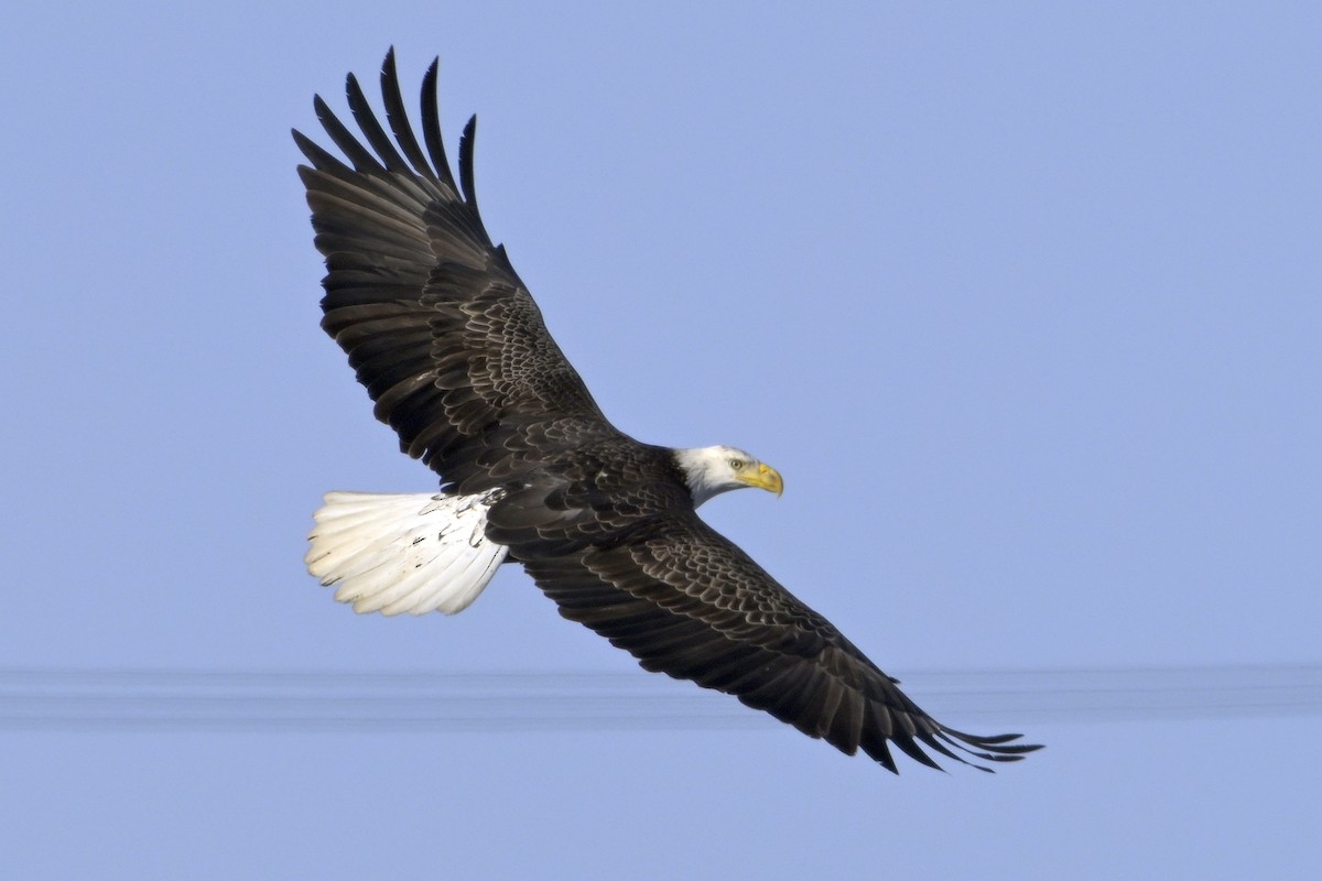 Bald Eagle - ML630180983