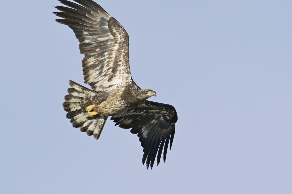 Bald Eagle - ML630180992