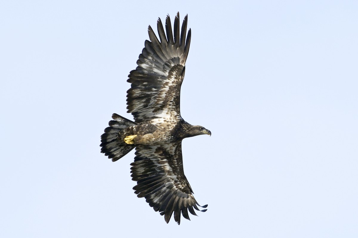 Bald Eagle - ML630181003