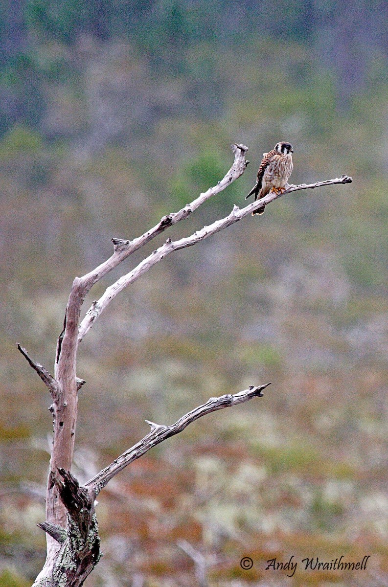 American Kestrel - ML63018101
