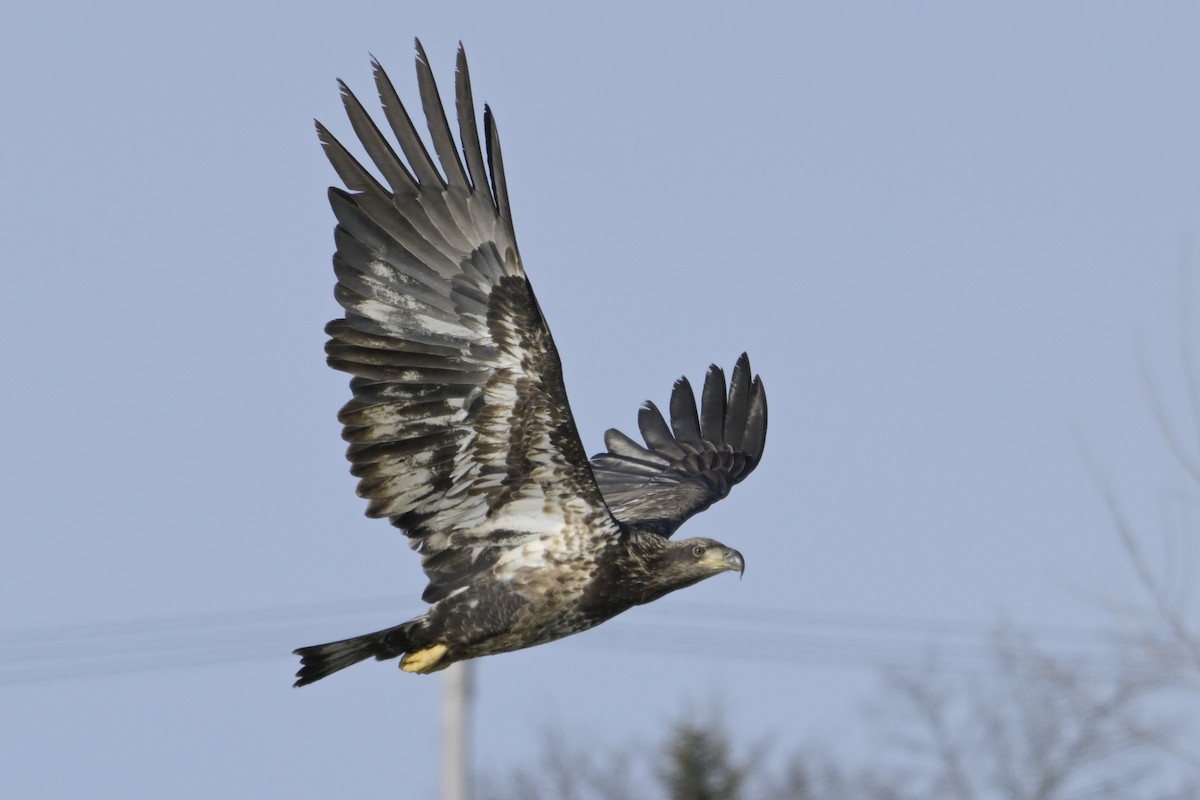 Bald Eagle - ML630181010