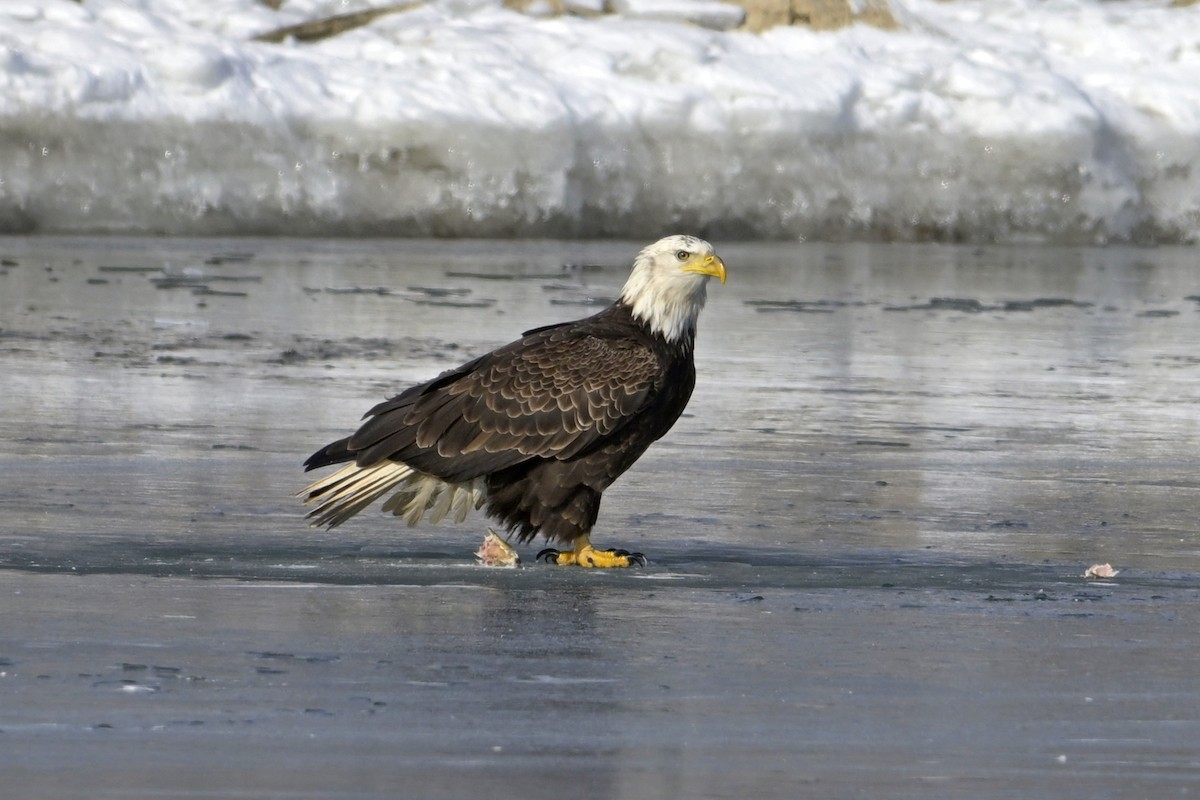 Bald Eagle - ML630181017