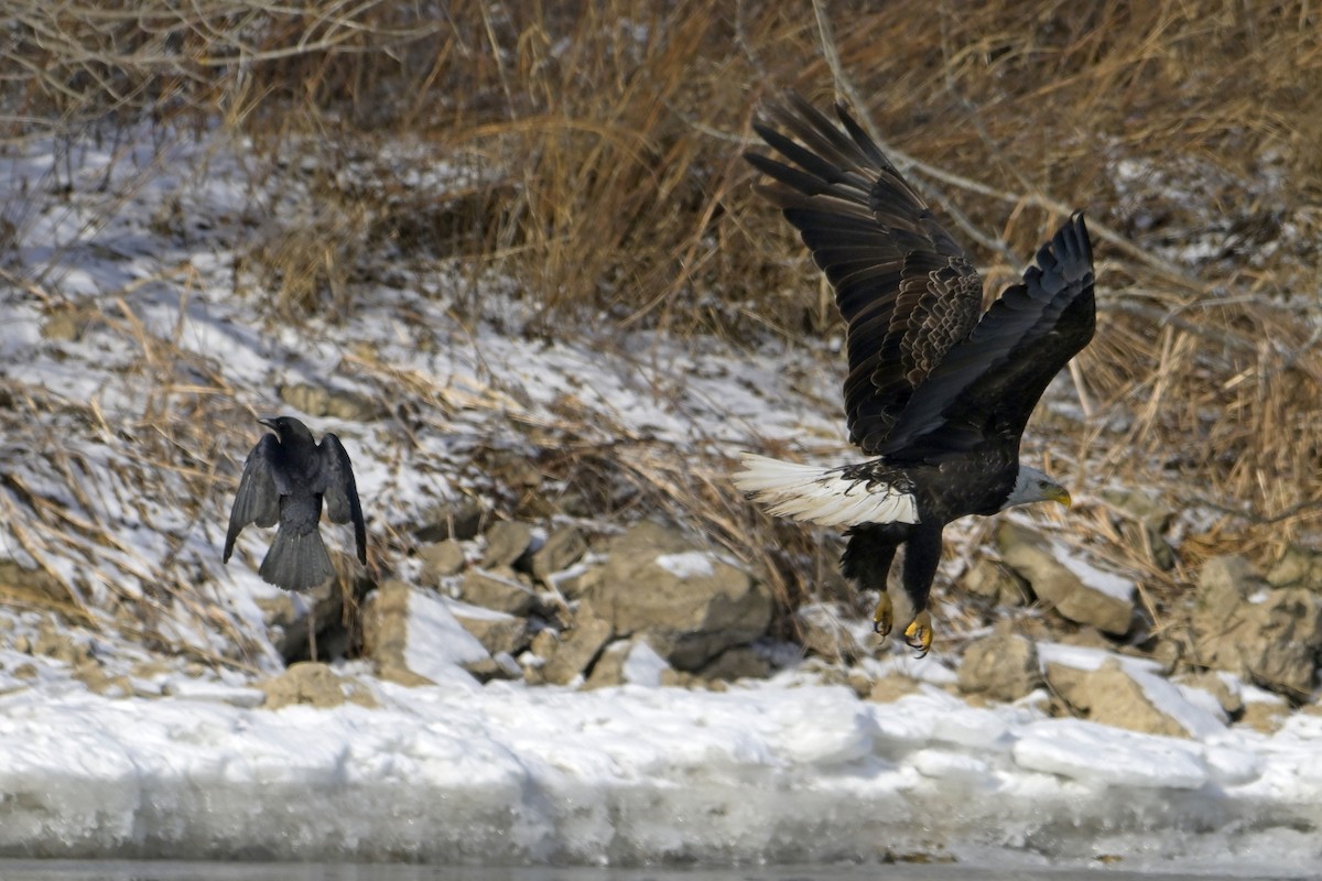 Bald Eagle - ML630181021