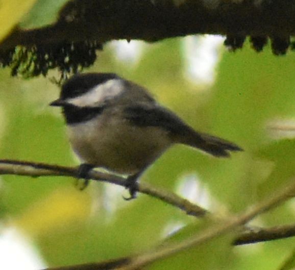 Black-capped Chickadee - ML630181059