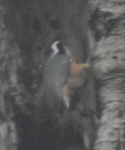 Red-breasted Nuthatch - ML630181066