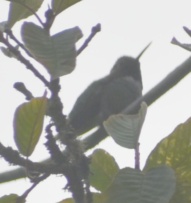 Anna's Hummingbird - ML630181080