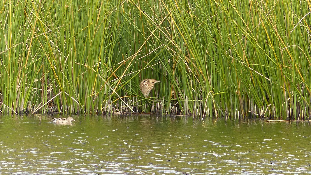 American Bittern - ML630181131