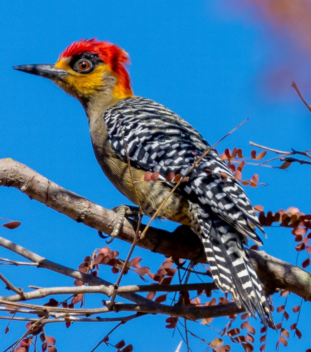 メガネシマセゲラ - ML630181151