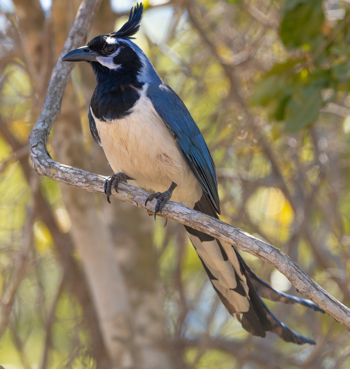 コリーカンムリサンジャク - ML630181195