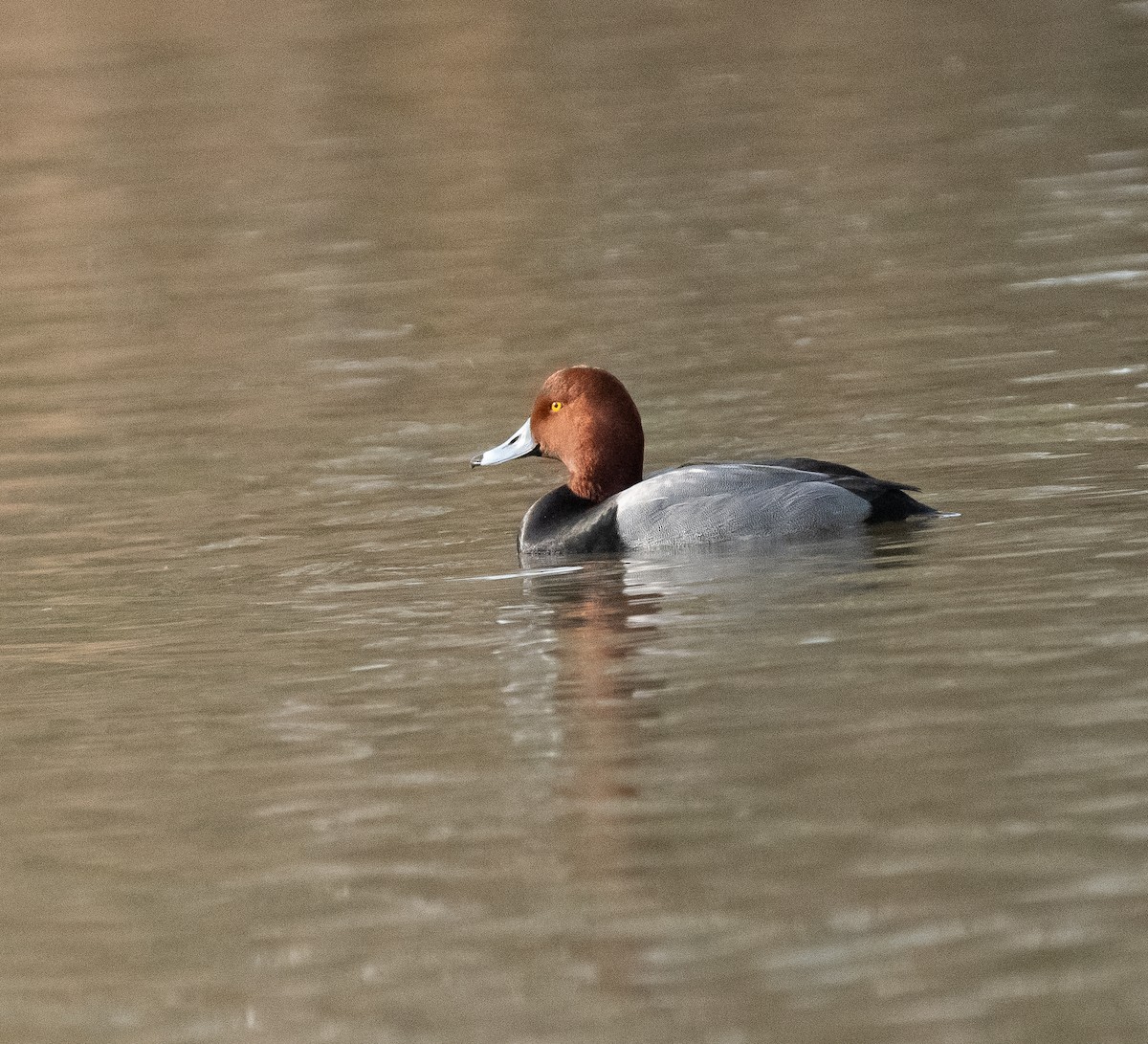 Redhead - ML630181220