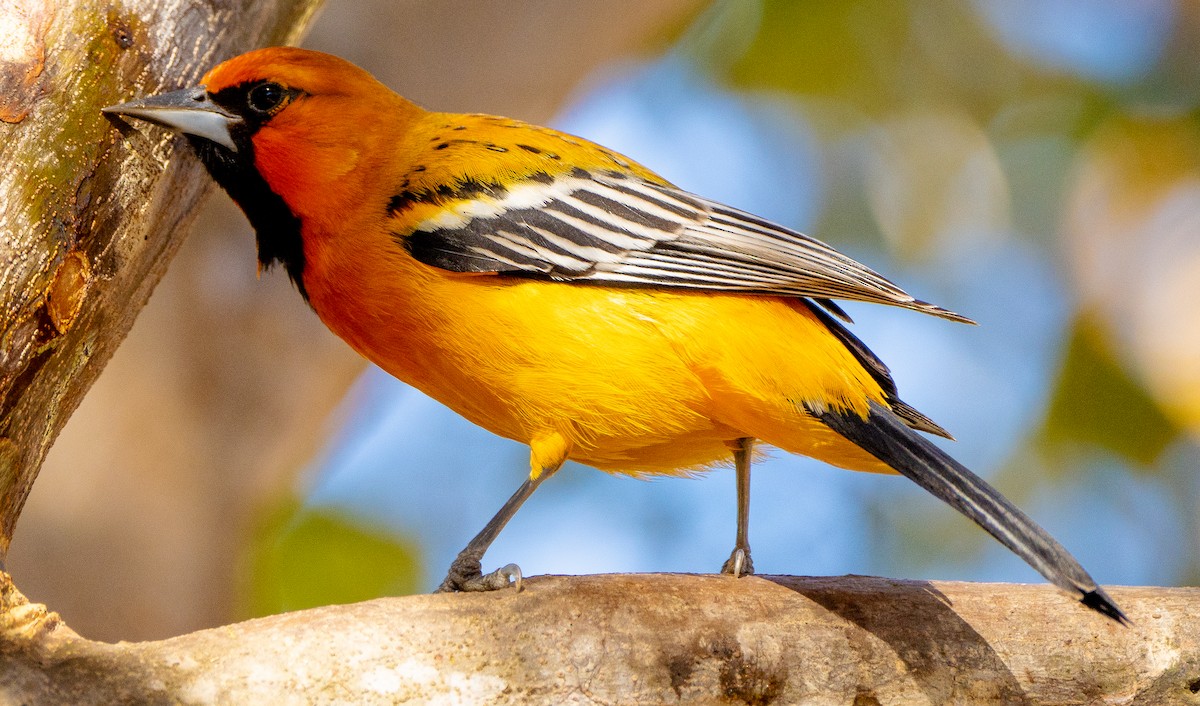 ズアカムクドリモドキ - ML630181228